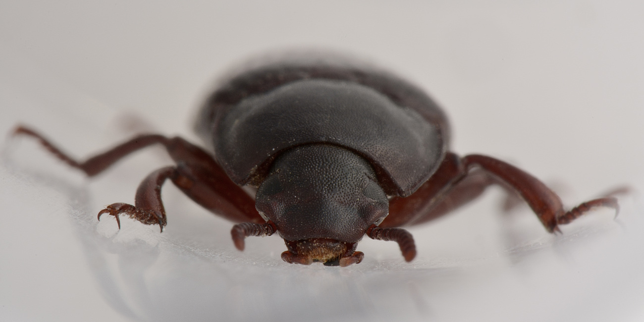 Tenebrionidae: Tenebrio molitor?  S !